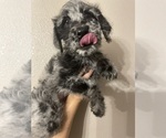 Small Photo #1 Labradoodle Puppy For Sale in STKN, CA, USA