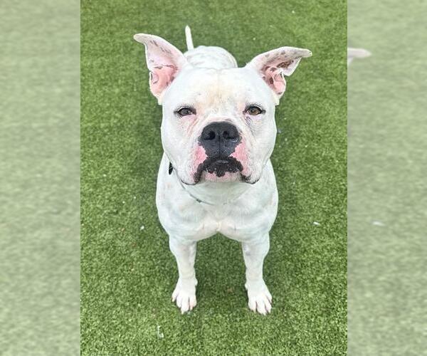 Medium Photo #2 American Bulldog Puppy For Sale in Naples, FL, USA