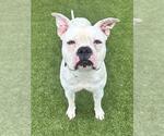 Small #1 American Bulldog