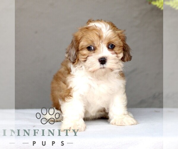 Medium Photo #1 ShihPoo Puppy For Sale in GORDONVILLE, PA, USA