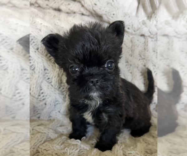 Medium Photo #8 French Bulldog Puppy For Sale in DENTON, MD, USA