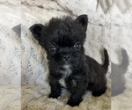 Small #7 French Bulldog