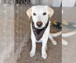 Small #3 Labrador Retriever Mix