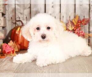 Poodle (Miniature) Puppy for sale in MOUNT VERNON, OH, USA