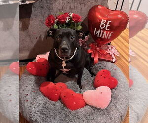 Chyna - - Female American Pit Bull Terrier-American Staffordshire Terrier Mix Dog for Adoption - Photo #5