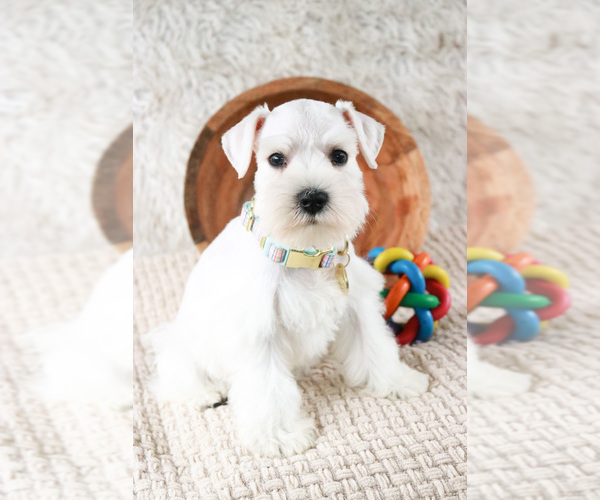 Medium Photo #7 Schnauzer (Miniature) Puppy For Sale in SYRACUSE, IN, USA
