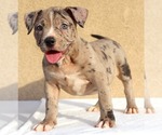 Small Photo #6 American Bully Puppy For Sale in PALMDALE, CA, USA