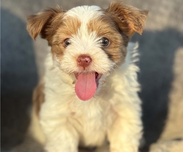 Medium Photo #2 Yorkshire Terrier Puppy For Sale in DAYTON, TX, USA