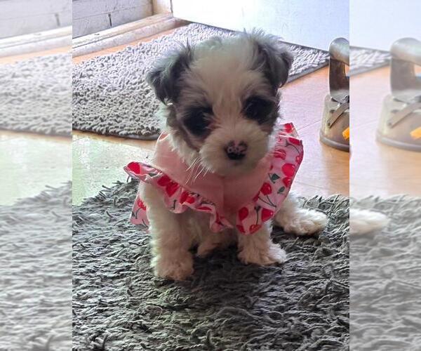 Medium Photo #8 YorkiePoo Puppy For Sale in SPRINGFIELD, OH, USA
