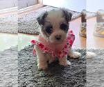 Small #7 YorkiePoo