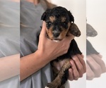 Small Photo #48 Miniature Bernedoodle Puppy For Sale in AUBURNDALE, FL, USA