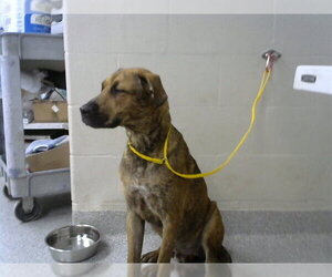 German Shepherd Dog-Unknown Mix Dogs for adoption in Pasadena, TX, USA