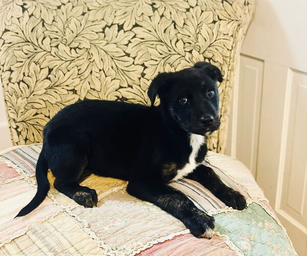 Medium Photo #2 Labrador Retriever-Unknown Mix Puppy For Sale in Rockaway, NJ, USA