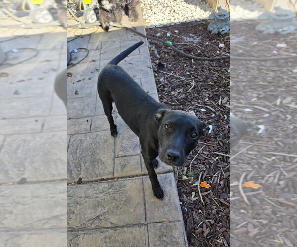 Medium Photo #1 Mutt Puppy For Sale in Sandy, UT, USA