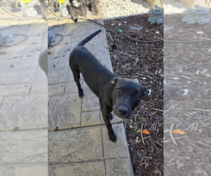 Mutt Dogs for adoption in Sandy, UT, USA
