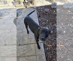 Small Mutt