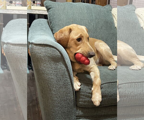 Medium Photo #2 Labrador Retriever Puppy For Sale in Fort Worth, TX, USA