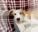 Small #1 Mutt