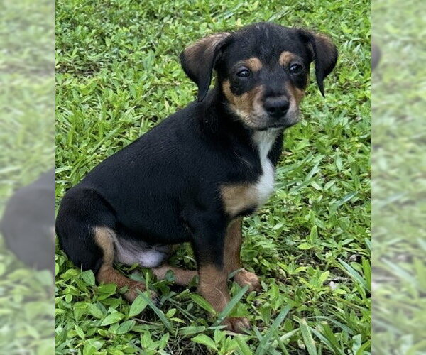 Medium Photo #1 Dachshund-Unknown Mix Puppy For Sale in Royal Palm Beach, FL, USA