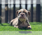 Small #19 English Bulldog
