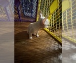 Small Photo #11 French Bulldog Puppy For Sale in WEST DEPTFORD, NJ, USA