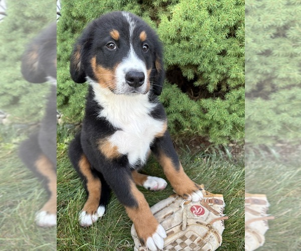 Medium Photo #2 Bernese Mountain Dog Puppy For Sale in MIDDLEBURY, IN, USA