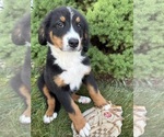 Small #1 Bernese Mountain Dog