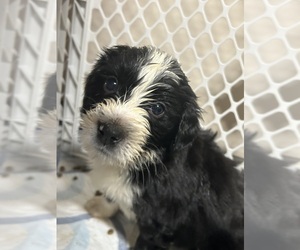 Bernedoodle Puppy for sale in REISTERSTOWN, MD, USA