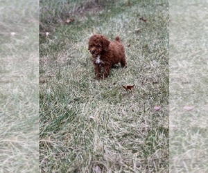 Poodle (Toy) Puppy for sale in WARSAW, IN, USA