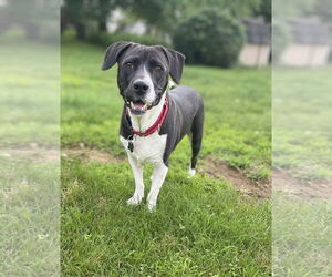 American Pit Bull Terrier-Beagle Mix Dogs for adoption in Rockaway, NJ, USA