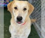 Small #1 Golden Pyrenees