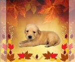 Small #10 Golden Retriever