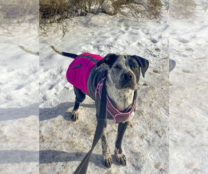Cosma - Female Pointer-Unknown Mix Dog for Adoption - Photo #5