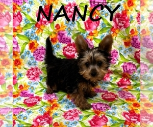 YorkiePoo Puppy for sale in HARTLAND, MN, USA