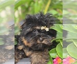 Small Photo #1 Yorkshire Terrier Puppy For Sale in ELMHURST, IL, USA