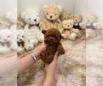 Small Photo #1 Poodle (Toy) Puppy For Sale in BURKE, VA, USA