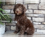 Small #3 Miniature Labradoodle