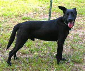 Onxy - Male Australian Kelpie-Labrador Retriever Mix Dog for Adoption - Photo #3