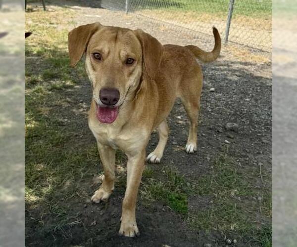 Medium Photo #2 Labrador Retriever-Rhodesian Ridgeback Mix Puppy For Sale in Conroe, TX, USA