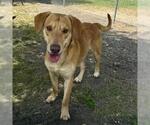 Small #1 Labrador Retriever-Rhodesian Ridgeback Mix