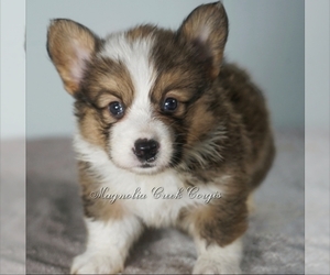 Pembroke Welsh Corgi Puppy for sale in CRESTVIEW, FL, USA