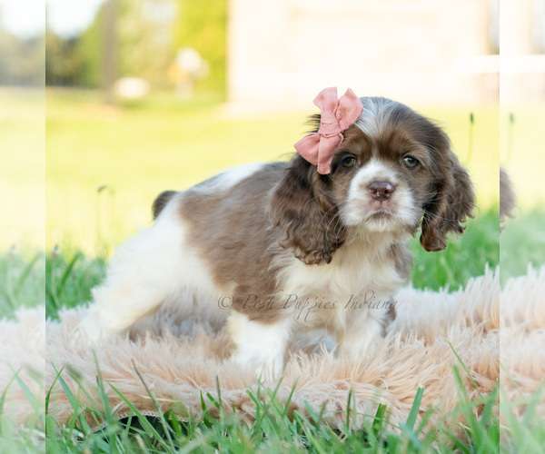 Medium Photo #17 Cocker Spaniel Puppy For Sale in WARSAW, IN, USA