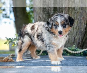Medium Australian Shepherd