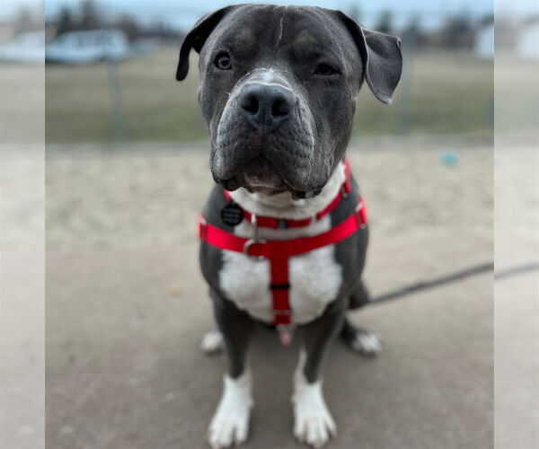 Medium Photo #37 American Pit Bull Terrier-Unknown Mix Puppy For Sale in Fargo, ND, USA