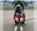 Small #36 American Pit Bull Terrier Mix
