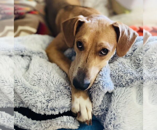 Medium Photo #1 Mutt Puppy For Sale in Princeton, MN, USA