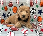 Small Photo #5 Goldendoodle-Poodle (Miniature) Mix Puppy For Sale in LAKELAND, FL, USA