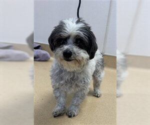 Mal-Shi Dogs for adoption in Placerville, CA, USA