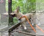 Small #5 Pembroke Welsh Corgi Mix