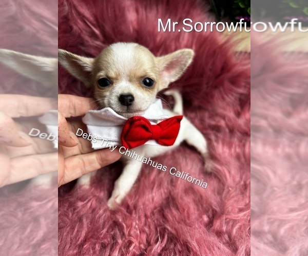 Medium Photo #1 Chihuahua Puppy For Sale in TRACY, CA, USA